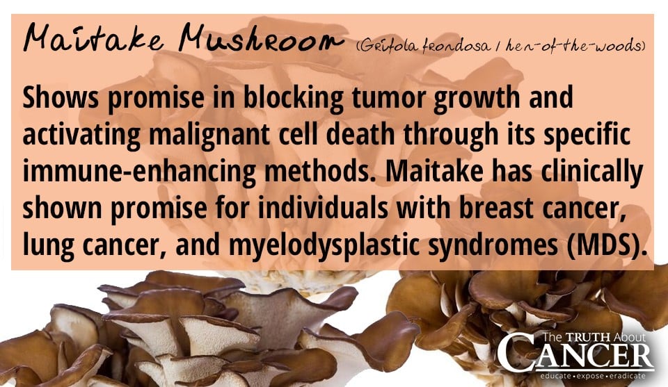 4 Medicinal Mushrooms That Fight Cancer HBE Voedingsprogramma tegen
