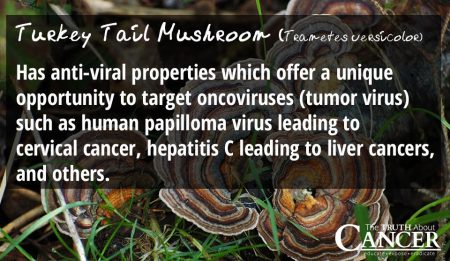 4-medicinal-mushrooms-that-fight-cancer-3